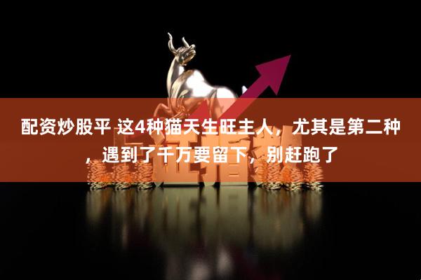 配资炒股平 这4种猫天生旺主人，尤其是第二种，遇到了千万要留下，别赶跑了